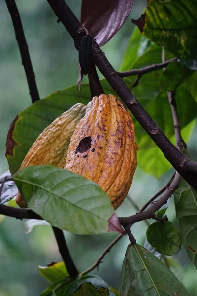 Cacao fruit (Theobroma cacao, cocoa, coklat). Its seeds, cocoa beans, are used to make chocolate liquor, cocoa solids, cocoa butter and chocolate. Cacao (Theobroma cacao) belongs to genus Theobroma.