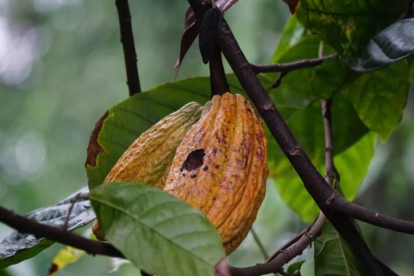 Cacao fruit (Theobroma cacao, cocoa, coklat). Its seeds, cocoa beans, are used to make chocolate liquor, cocoa solids, cocoa butter and chocolate. Cacao (Theobroma cacao) belongs to genus Theobroma.