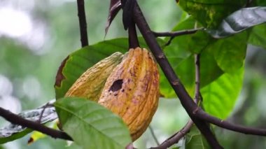 Kakao meyvesi (Theobroma kakao, kakao, coklat). Tohumları, kakao çekirdekleri, çikolata likörü, kakao katı, kakao yağı ve çikolata yapımında kullanılır. Kakao (Theobroma kakao), Theobroma cinsine aittir..