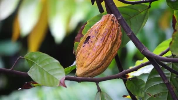 Frutta Cacao Theobroma Cacao Cacao Coklat Suoi Semi Fagioli Cacao — Video Stock