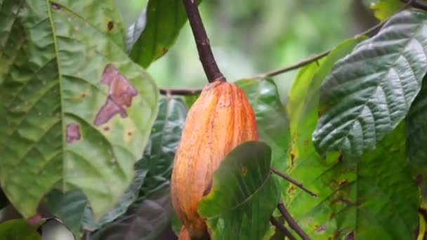 カカオフルーツ テオブロマカカオ ココア コクラット その種子 ココア豆は チョコレート酒 ココア固形物 ココアバターとチョコレートを作るために使用されます カカオ — ストック動画