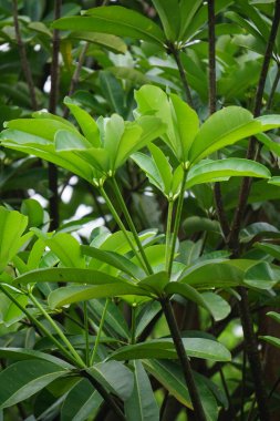 Alstonia bursu (ayrıca karatahta ağacı, şeytan ağacı, pule, kayu gabus, topal, lamo, pule, jelutung olarak da bilinir) yaprakları doğal bir arka plan ile yapılır.