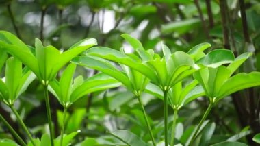 Alstonia bursu (ayrıca karatahta ağacı, şeytan ağacı, pule, kayu gabus, topal, lamo, pule, jelutung olarak da bilinir) yaprakları doğal bir arka plan ile yapılır.