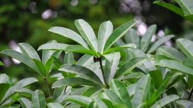 Alstonia bursu (ayrıca karatahta ağacı, şeytan ağacı, pule, kayu gabus, topal, lamo, pule, jelutung olarak da bilinir) yaprakları doğal bir arka plan ile yapılır.