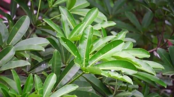 Стоковые Видео Kayu ⬇ Скачать Футажи Kayu | Depositphotos