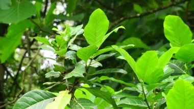 Ficus septica (awar-awar, bar-abar, ki ciyat, bobulutu, tagalolo, tobo-tobo, dausalo) doğada bulunur. Ficus septica romatizmayı, zehir önleyici ilaçları ve diğerlerini tedavi edebilir..