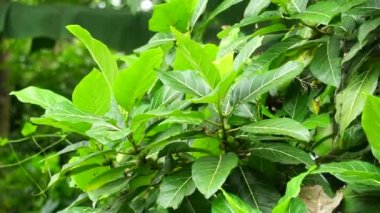 Ficus septica (awar-awar, bar-abar, ki ciyat, bobulutu, tagalolo, tobo-tobo, dausalo) doğada bulunur. Ficus septica romatizmayı, zehir önleyici ilaçları ve diğerlerini tedavi edebilir..