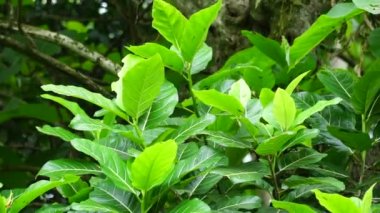 Ficus septica (awar-awar, bar-abar, ki ciyat, bobulutu, tagalolo, tobo-tobo, dausalo) doğada bulunur. Ficus septica romatizmayı, zehir önleyici ilaçları ve diğerlerini tedavi edebilir..