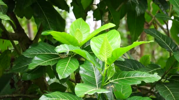 Ficus Septica Awar Awar Bar Abar Ciyat Bobulutu Tagalolo Tobo — Stockvideo