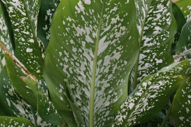 Dieffenbachia (also called daun bahagia, bunga bahagia, dumb cane, mother-in-law's tongue, Dieffenbachia seguine, dumbcane, tuftroot) with a natural background. This plant poisonous
