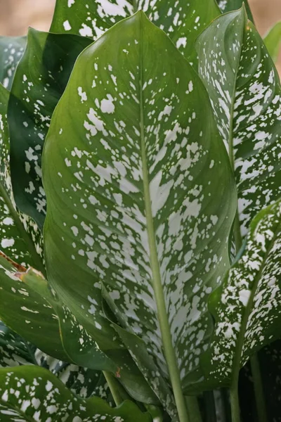 Dieffenbachia Also Called Daun Bahagia Bunga Bahagia Dumb Cane Mother — Stok fotoğraf