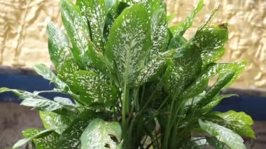 Dieffenbachia (also called daun bahagia, bunga bahagia, dumb cane, mother-in-law's tongue, Dieffenbachia seguine, dumbcane, tuftroot) with a natural background. This plant poisonous
