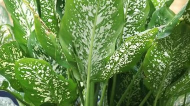 Dieffenbachia (also called daun bahagia, bunga bahagia, dumb cane, mother-in-law's tongue, Dieffenbachia seguine, dumbcane, tuftroot) with a natural background. This plant poisonous