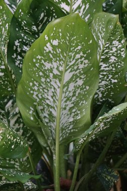 Dieffenbachia (also called daun bahagia, bunga bahagia, dumb cane, mother-in-law's tongue, Dieffenbachia seguine, dumbcane, tuftroot) with a natural background. This plant poisonous