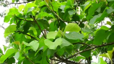 Yeşil meşe ağacı (Tectona grandis Linn f., Birmanya meşesi, Orta Vilayet, Jati, Nagpur meşesi) doğal arka planda bulunur. Endonezya 'da meşe yaprakları genellikle yiyecek ambalajı olarak kullanılır..