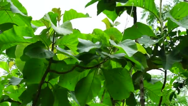 Зелений Тек Tectona Grandis Linn Бірманський Теак Центральна Провінція Джаті — стокове відео