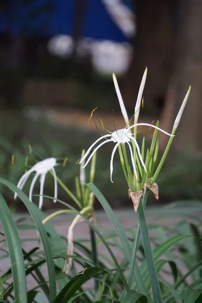 テキサス スパイダーユリの花です 白い花のある植物 — ストック写真