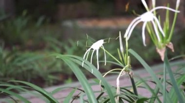 Teksaslı Örümcek Zambağı doğada çiçek açar. Beyaz çiçekli bitki.