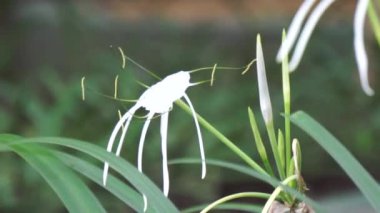 Teksaslı Örümcek Zambağı doğada çiçek açar. Beyaz çiçekli bitki.