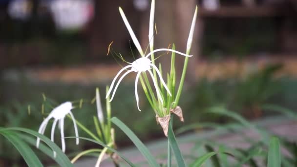 Teksański Kwiat Lilii Pająka Łonie Natury Roślina Białym Kwiatem — Wideo stockowe