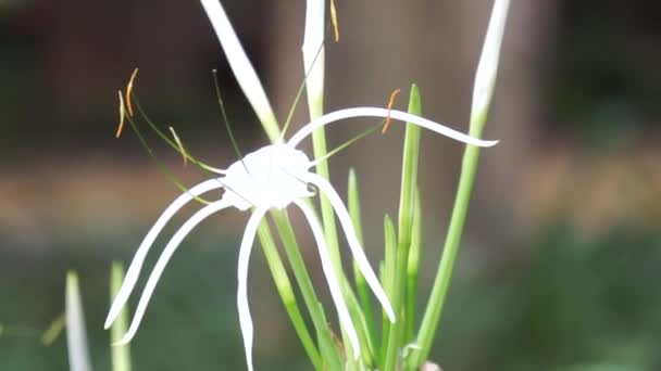 Texan Spider Lily Fleur Sur Nature Plante Fleur Blanche — Video