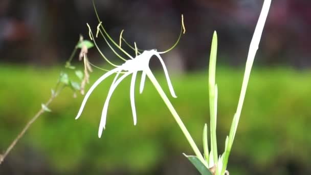 Texaanse Spinnenlelie Bloeit Natuur Plant Met Witte Bloem — Stockvideo