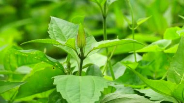 yeşil Chromolaena odorata (minjangan, Siyam otu, Noel çalısı, şeytan otu, diş ipi çiçeği, Triffid). Yabani otlar doğada yeşildir. Toprak doğurganlık yok edici bitkiler..