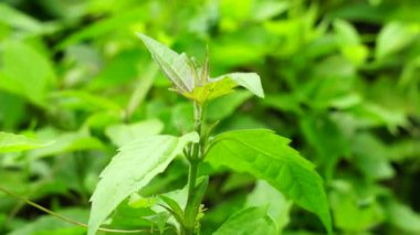 yeşil Chromolaena odorata (minjangan, Siyam otu, Noel çalısı, şeytan otu, diş ipi çiçeği, Triffid). Yabani otlar doğada yeşildir. Toprak doğurganlık yok edici bitkiler..