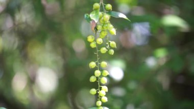 Altın tepeciğin meyvesi. Ayrıca Sinyo nakal, Duranta erecta, teh-tehan, alba, aurea, geyşa kız, safir duşlar ve varyete