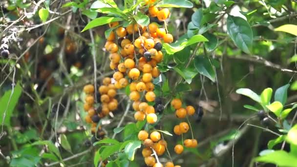 Fruit Gold Mound Also Called Sinyo Nakal Duranta Erecta Teh — Stock Video