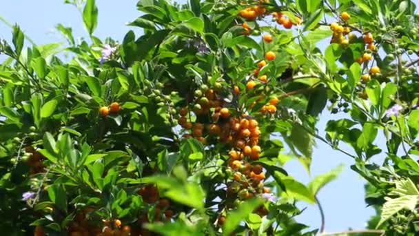 Fruit Gold Mound Also Called Sinyo Nakal Duranta Erecta Teh — Stock Video