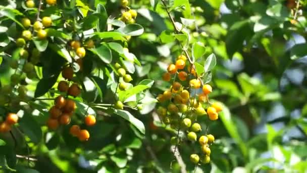 Fruit Gold Mound Also Called Sinyo Nakal Duranta Erecta Teh — Video Stock