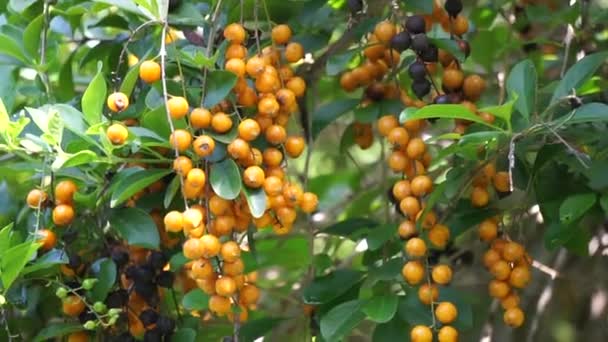 Fruto Del Montículo Oro También Llama Sinyo Nakal Duranta Erecta — Vídeo de stock