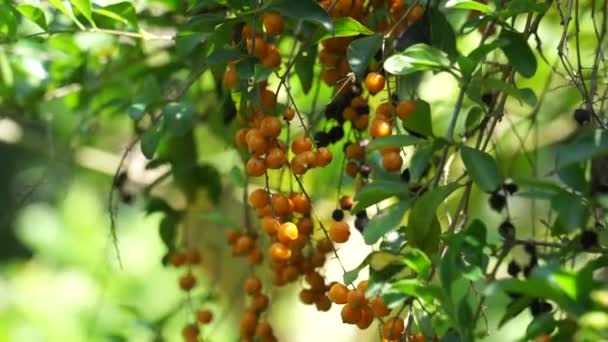 Fruit Gold Mound Also Called Sinyo Nakal Duranta Erecta Teh — Vídeo de Stock