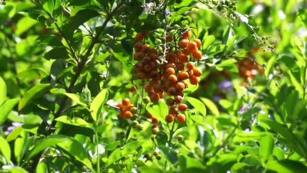 Frutto Del Tumulo Oro Chiamato Anche Sinyo Nakal Duranta Erecta — Video Stock