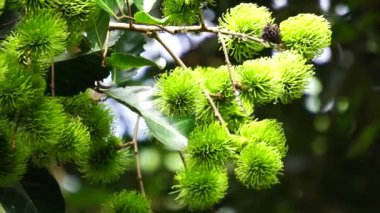 Doğal arka planı olan Rambutan (Nephelyum Lappaceum). Rambutan, Endonezya 'nın egzotik meyvesidir. Sulu ve tatlı. Endonezya 'nın en ucuz meyvelerinden biri. Rambut kelimesi 