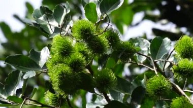 Doğal arka planı olan Rambutan (Nephelyum Lappaceum). Rambutan, Endonezya 'nın egzotik meyvesidir. Sulu ve tatlı. Endonezya 'nın en ucuz meyvelerinden biri. Rambut kelimesi 