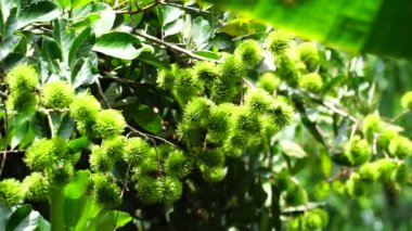 Doğal arka planı olan Rambutan (Nephelyum Lappaceum). Rambutan, Endonezya 'nın egzotik meyvesidir. Sulu ve tatlı. Endonezya 'nın en ucuz meyvelerinden biri. Rambut kelimesi 