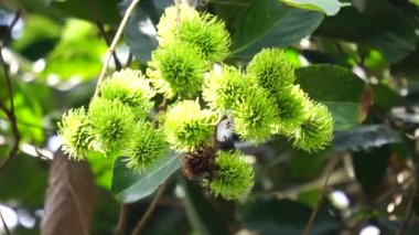 Doğal arka planı olan Rambutan (Nephelyum Lappaceum). Rambutan, Endonezya 'nın egzotik meyvesidir. Sulu ve tatlı. Endonezya 'nın en ucuz meyvelerinden biri. Rambut kelimesi 
