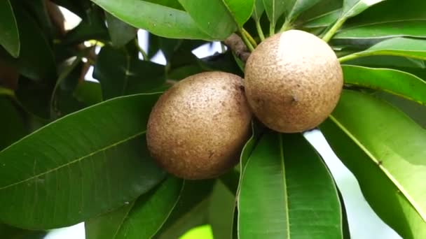 Fruta Sapodilla También Llamada Manilkara Zapota Sapota Chikoo Naseberry Sawo — Vídeo de stock