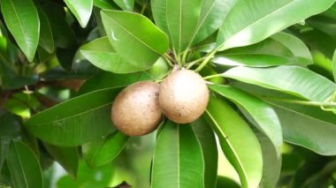 Sapodilla meyvesi (Manilkara zapota, sapota, chikoo, naseberry, sawo, nispero olarak da bilinir). İspanyol zaptosundan 