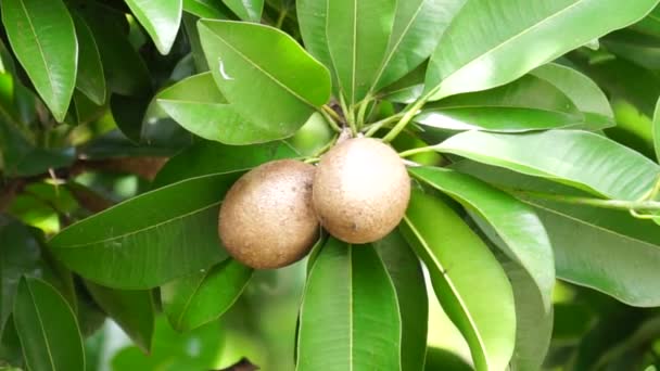 Fruta Sapodilla Também Chamado Manilkara Zapota Sapota Chikoo Naseberry Sawo — Vídeo de Stock