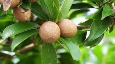 Sapodilla meyvesi (Manilkara zapota, sapota, chikoo, naseberry, sawo, nispero olarak da bilinir). İspanyol zaptosundan 