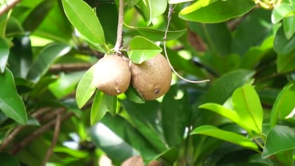 Sapodilla Fruit Also Called Manilkara Zapota Sapota Chikoo Naseberry Sawo — 图库视频影像