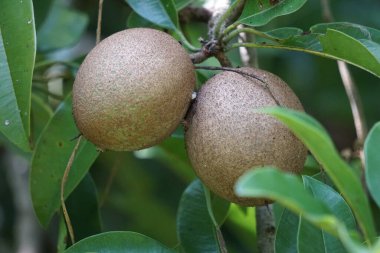 Sapodilla meyvesi (Manilkara zapota, sapota, chikoo, naseberry, sawo, nispero olarak da bilinir). İspanyol zaptosundan 