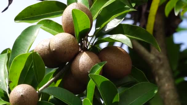 Sapodilla Fruit Also Called Manilkara Zapota Sapota Chikoo Naseberry Sawo — 图库视频影像