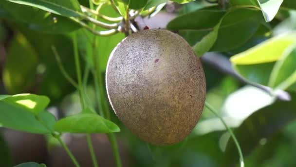 Sapodilla Fruit Επίσης Ονομάζεται Manilkara Zapota Sapota Chikoo Naseberry Sawo — Αρχείο Βίντεο
