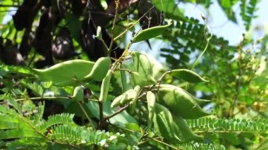 Biancaea sappan (Caesalpinia sappan L., sappanwood, secang, sepang, sepang, Indian redwood) doğal arka planda bulunur. Endonezya 'daki bu bitki içecek ve bitkisel ilaç olarak kullanılır..