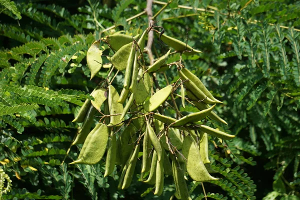 Biancaea Sappan Caesalpinia Sappan Sappanwood Secang Sepang Indian Redwood Естественным — стоковое фото