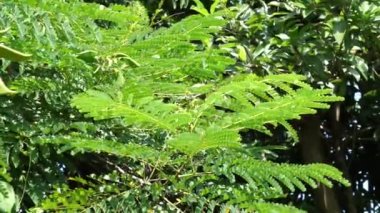 Biancaea sappan (Caesalpinia sappan L., sappanwood, secang, sepang, sepang, Indian redwood) doğal arka planda bulunur. Endonezya 'daki bu bitki içecek ve bitkisel ilaç olarak kullanılır..